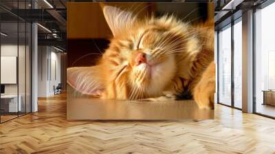 Munchkin Cat Lying On The Floor With Natural Light Wall mural