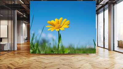 A vibrant yellow daisy blooming under blue sky in a field Wall mural