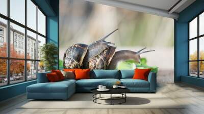 Snails in coupling Wall mural