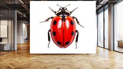 top view ladybug isolated on white transparent background Wall mural