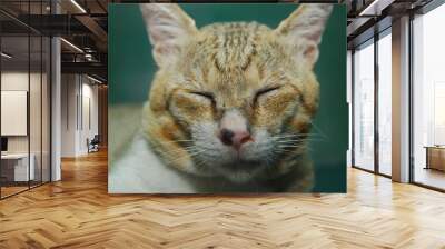 close up of domestic cat closing its eyes Wall mural