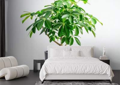 Decorative Plant - Young Schefflera in Potted Pot Isolated Over White Background Wall mural