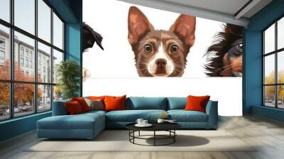 Pet Animal. Happy Cats and Dogs Peeking Over White Web Banner Wall mural