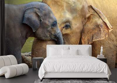 elephant and baby elephant Wall mural