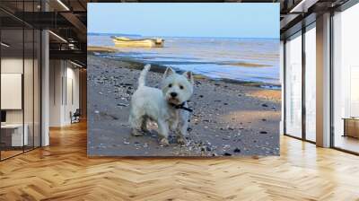 Westie playing Wall mural