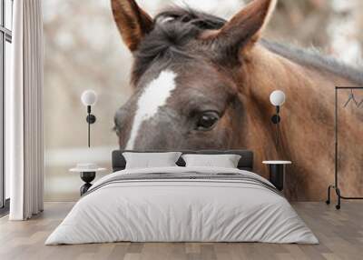 horse head Wall mural