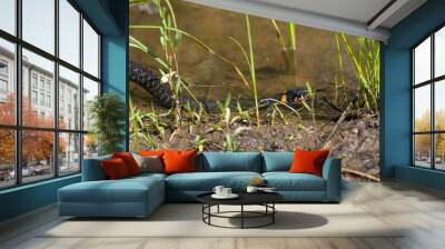 Natrix natrix snake sit in water.
Grass snake or ringed snake or water snake Wall mural