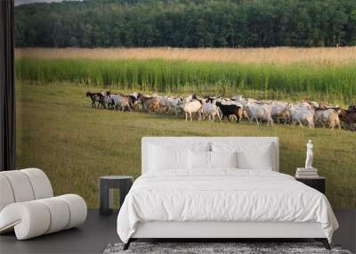 A herd of goats going to the pasture. Farm. Wall mural