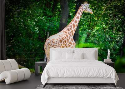 giraffe in zoo Wall mural