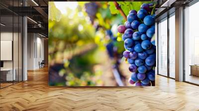 Close-up of a bunch of ripe purple grapes on the vine with a blurred background of a vineyard. Wall mural