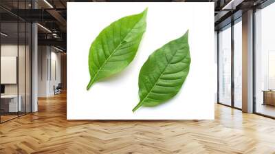 two leaves on the white background. Wall mural