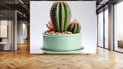 Cactus trees are planted in decorative round pots. Isolated o white background. Wall mural