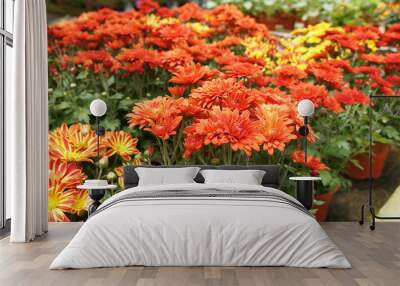 Chrysanthemum flowers planted and grows in the small plastic containers. Bred in a nursery for sale. Wall mural