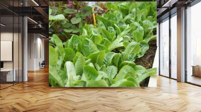 Lettuce or lactuca sativa. Usually this leaf is eaten raw to ensure its freshness and nutrients. Planted on the ground in a vegetable garden. Wall mural