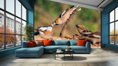 Interaction of two Wild bird Hawfinch (Coccothraustes Coccothraustes) eating sunflower seeds on the ground Wall mural