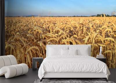 Yellow field of wheat. Wall mural