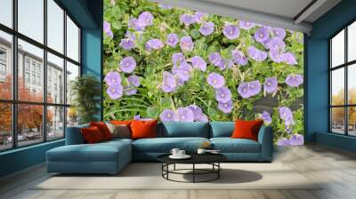 Blue rock bindweed or Ground blue convolvulus or Ground morning glory (Convolvulus sabatius, Convolvulus mauritanicus) is trailing perennial plant with delicate flat trumpet like violet blue flowers Wall mural