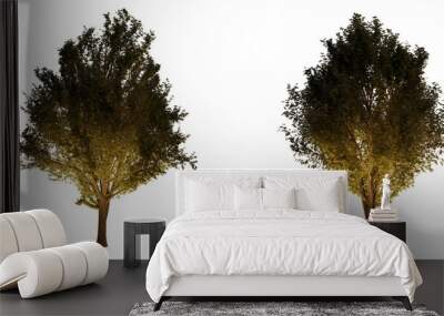 isolated, cutout, hires ulmus minor tree night scene with uplight in transparent background, best for parking landscape design, best for night render visualisation, post production and compositing. Wall mural