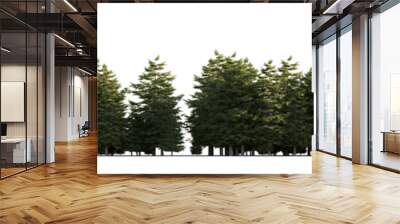 isolated conifer trees pseudotsuga , best use for image background Wall mural