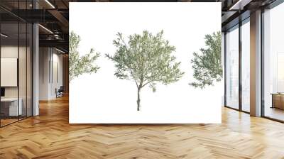 isolated cutout olive tree in 3 different variation, best use for landscape design, best use for post production render Wall mural