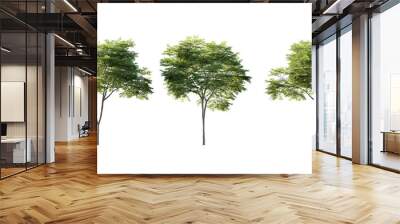 isolated cutout tall and big tree acer palmatum  in 3 different model option, best use for landscape design Wall mural