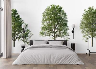 isolated cutout  tree Alnus-glutinosa in 3 different model option, daylight, summer season, best use for landscape design, and post pro render Wall mural