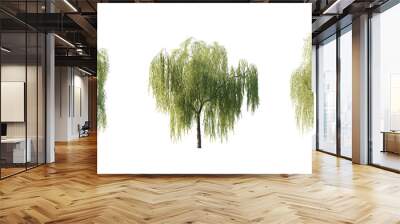 isolated cutout tree Salix babylonica in 3 different variation, daylight, summer season, best use for landscape design, and post pro render Wall mural