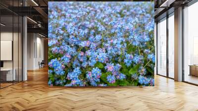 Close up pretty small blue flowers in fresh green field for background, copy space, wallpaper Wall mural