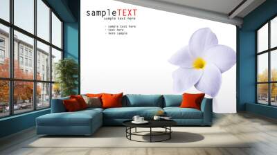 white frangipani Wall mural