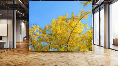 Ginkgo leave. Yellow ginkgo leave in autumn with blue sky Wall mural