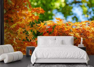 Golden autumn maple leaves in the sunshine Wall mural