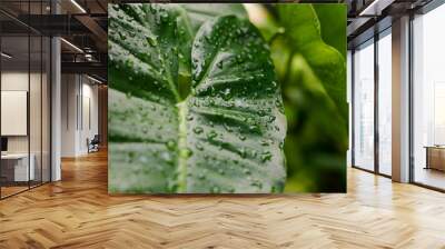 water drops on tropical leaves after rain Wall mural