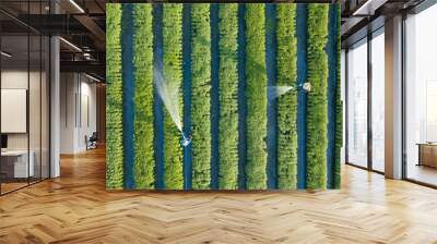 Aerial top view of farmers watering vegetable using hose in the garden that planted in row for agricultural usage purpose Wall mural