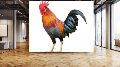 Back of colorful free range male rooster isolated on white background Wall mural