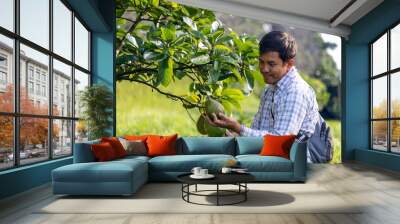 Farmer is checking the avocado fruit for ripen and disease blemish during harvest season for tropical fruit farm and plantation concept Wall mural