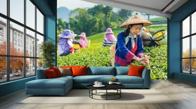 Group of senior asian woman in traditional cloth picking fresh tea leaves in the morning in her hill side tea farming and plantation business concept Wall mural