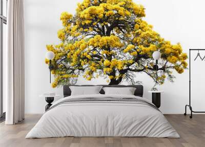 isolated tabebuia golden yellow flower blossom tree on white background Wall mural