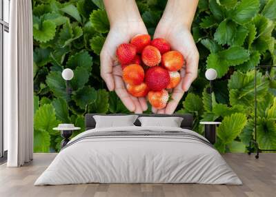 Top view of hand of gardener picking full of ripen red organic strawberries in close up top view shot over green leaf for summer season harvest and farming concept Wall mural