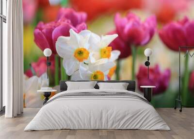 White narcissus daffodil and pink tulip in flower bed for early spring bulb cottage garden Wall mural