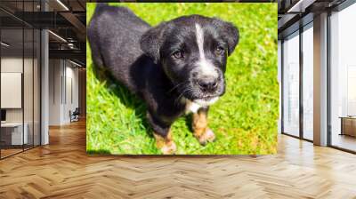 Portrait of funny young puppy resting on green lawn. Wall mural