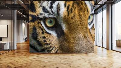 close up of bengal tiger eyes. Wall mural