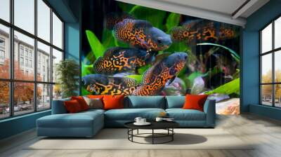 Oscar fish Wall mural