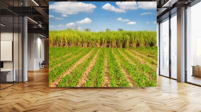 Sugarcane and corn Wall mural