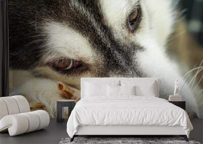 The right eye area of the Siberian dog .It has brown eyes and black and white fur. Wall mural