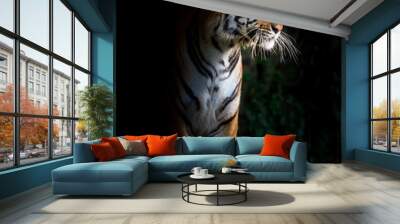 Tiger. Wall mural