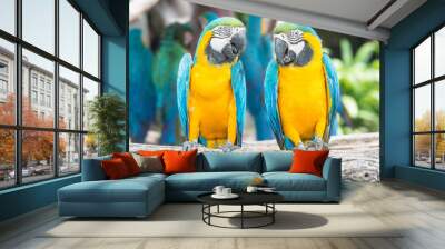 A pair of blue-and-yellow macaws perched in the jungle. Wall mural