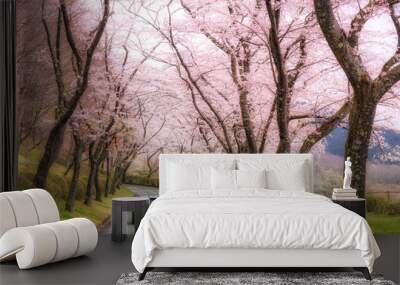 Beautiful view of Cherry blossom tunnel during spring season in April along both sides of the prefectural highway in Shizuoka prefecture, Japan. Wall mural