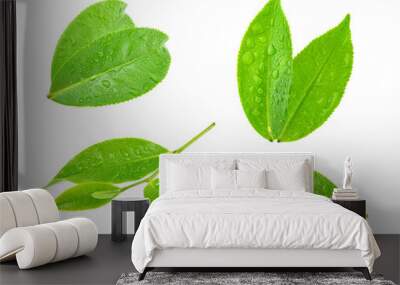  leaves green tea with drops of water isolated on white background Wall mural