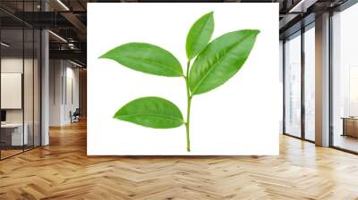 Green tea leaf isolated on white background Wall mural