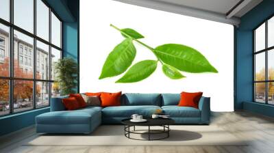 Green tea leaf isolated on white background Wall mural